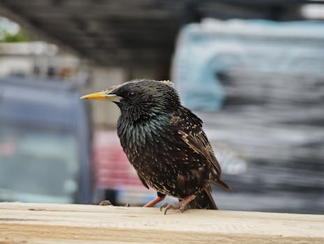 Immagine dettagliata di uno storno europeo appollaiato all'aperto su una staccionata di legno con sfondo urbano sfocato.