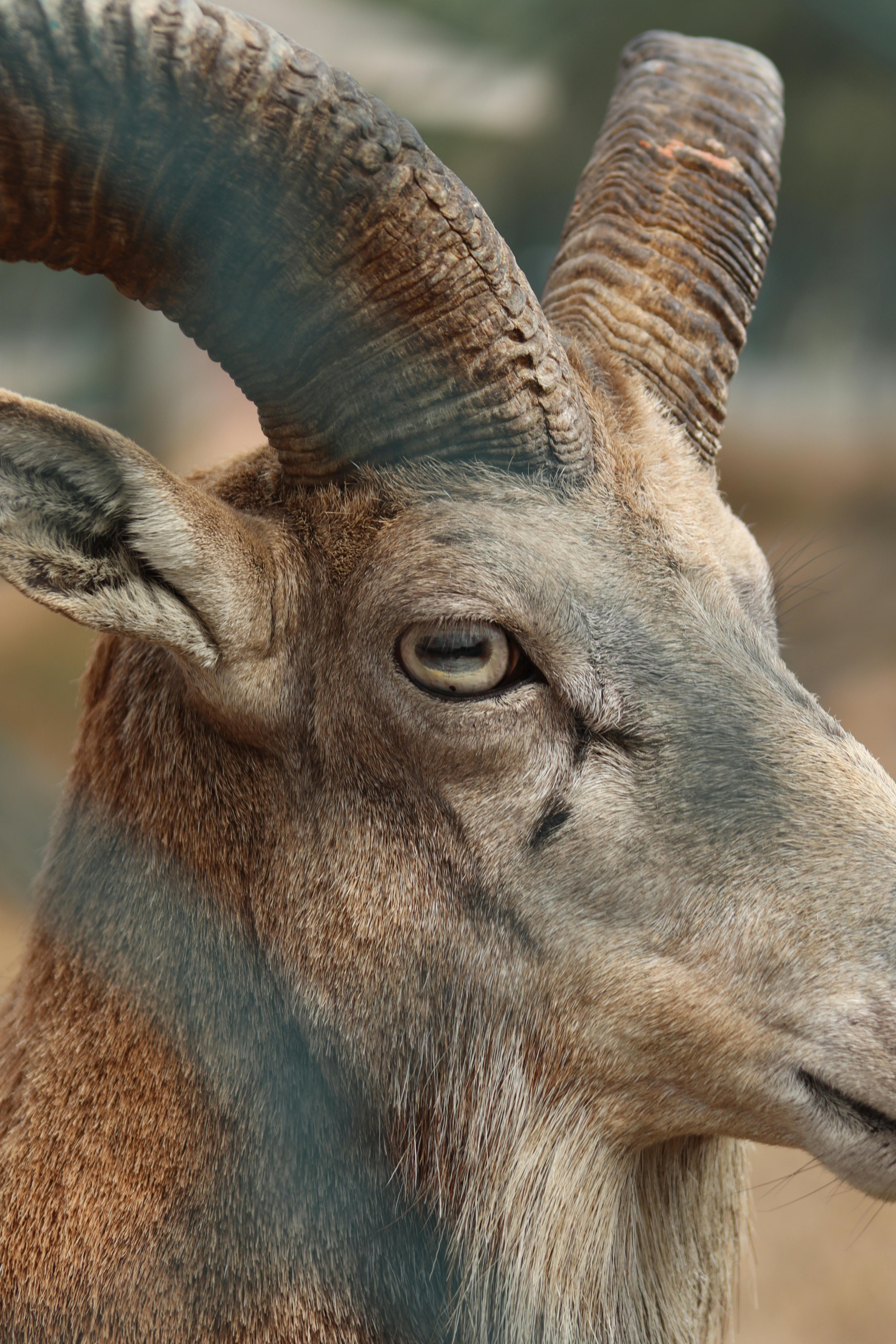 Gratuit Gros plan détaillé d'un bouquetin de Nubie montrant de grandes cornes distinctes et un œil expressif. Photos