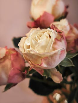 Close-up of elegant ivory roses with pink hues, highlighting delicate petals and soft tones.