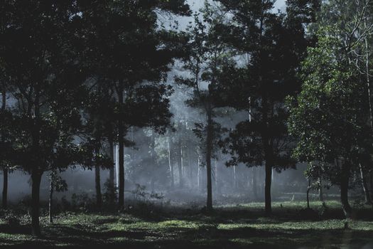 森林场景喜怒无常而迷人，薄雾和阳光透过树木过滤