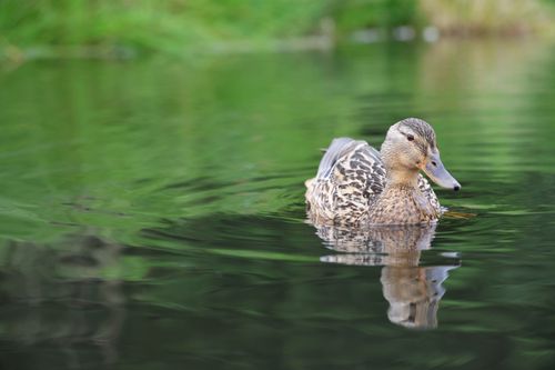 Free A peaceful image of a mallard duck gliding smoothly over a reflective pond surface. Stock Photo