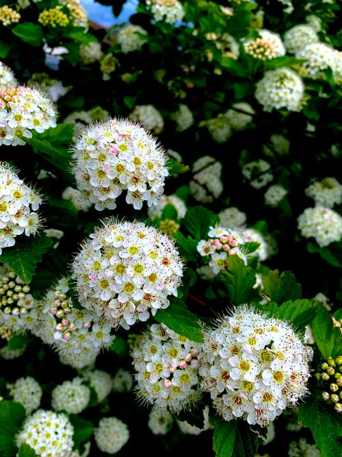 Free Close-up shot of white Spiraea flowers with green foliage, showcasing springtime beauty. Stock Photo