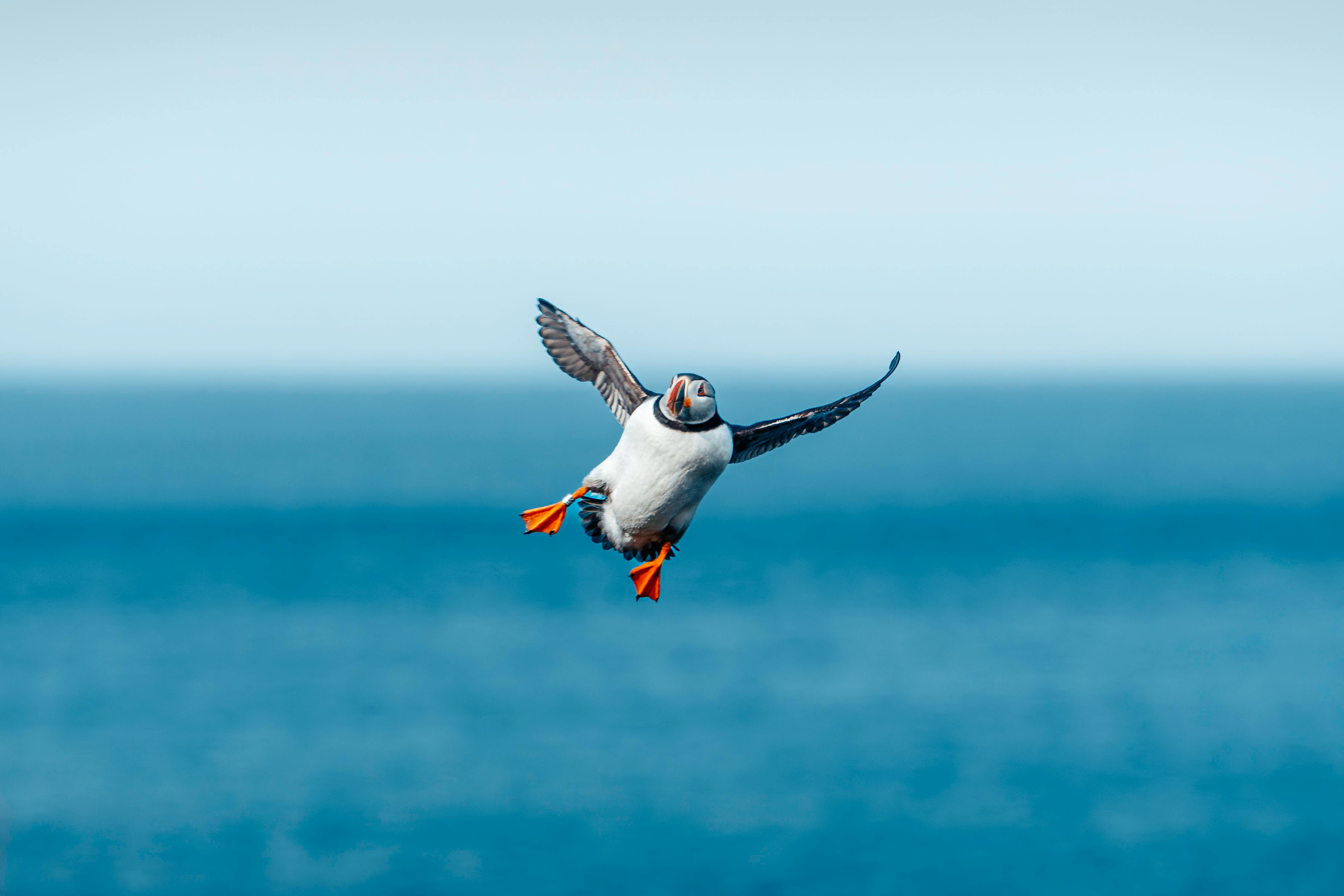 Gratis lagerfoto af atlantisk lundefugl, blå, dyreliv Lagerfoto