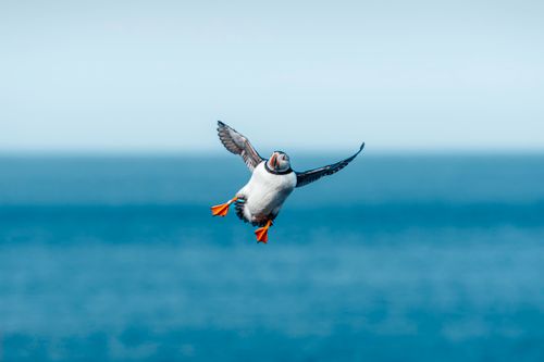 Free A stunning Atlantic Puffin gracefully soars over the blue ocean in Iceland, showcasing its vibrant colors and elegance. Stock Photo