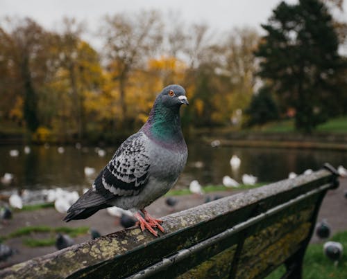 Free Photograph of a Pigeon on a Bench Stock Photo