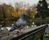 Blue and White Bird on Brown Wooden Bench