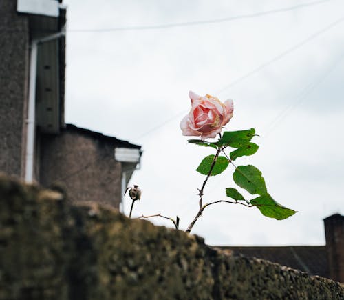 Základová fotografie zdarma na téma kytka, městský, nikdo