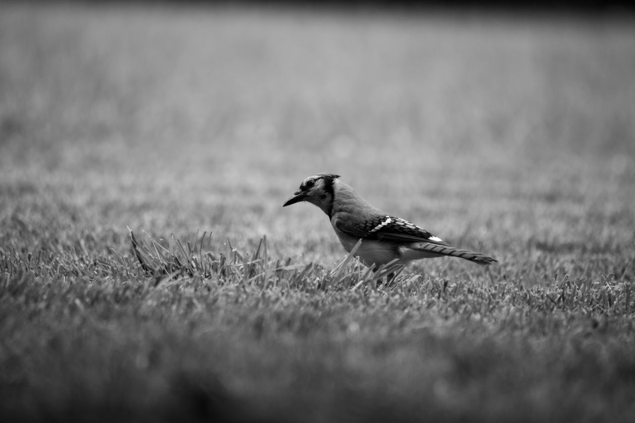 a black and white photo of a blue jay on a grassy field showcasing its
