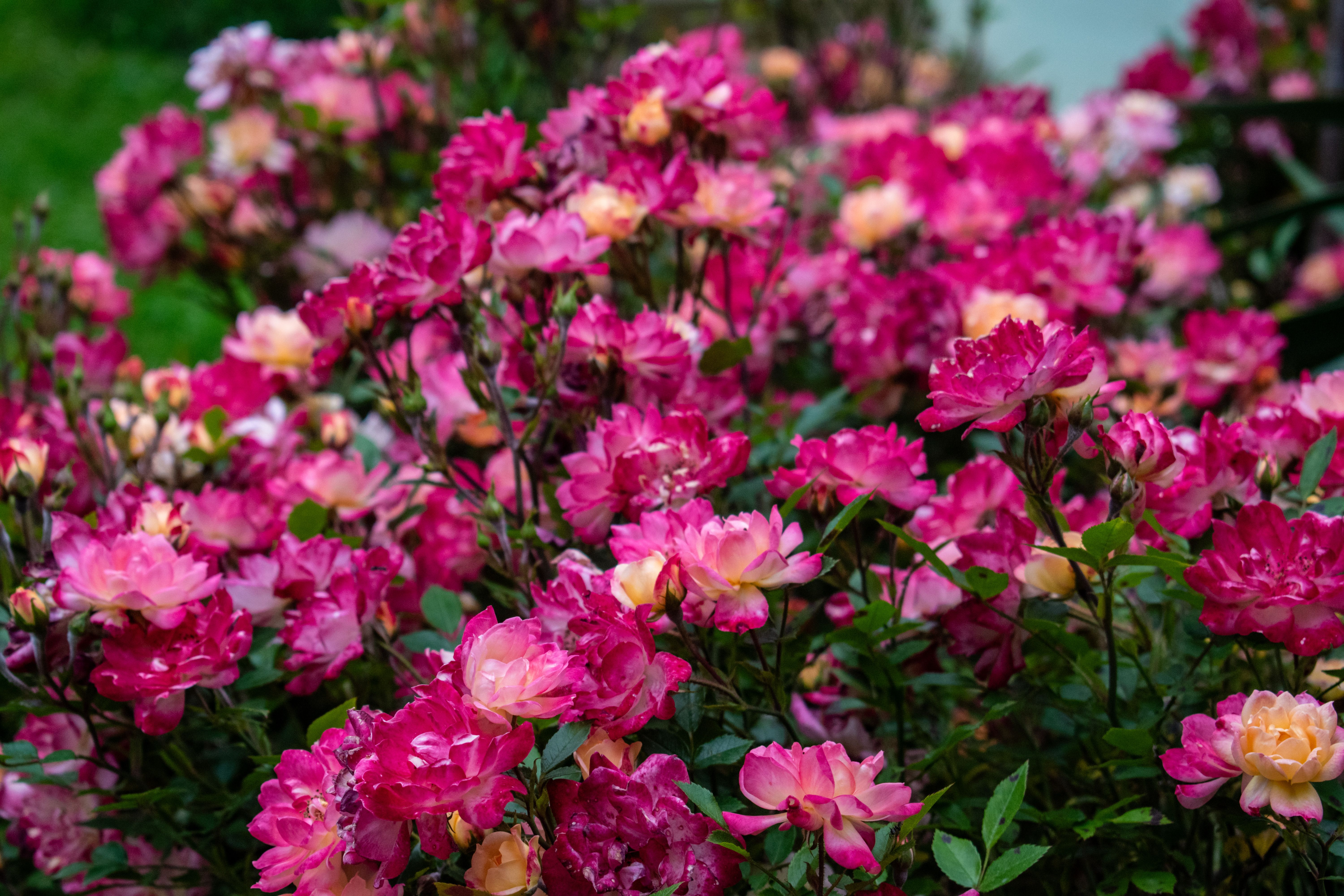 Vibrant Pink Roses in Full Bloom Outdoors · Free Stock Photo