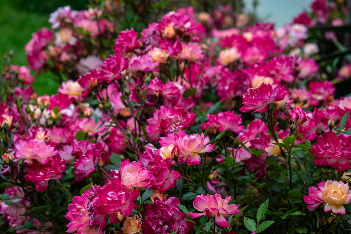 Pre Bloomed Roses Vibrant Pink Roses in Full Bloom Outdoors 路 Free Stock Photo