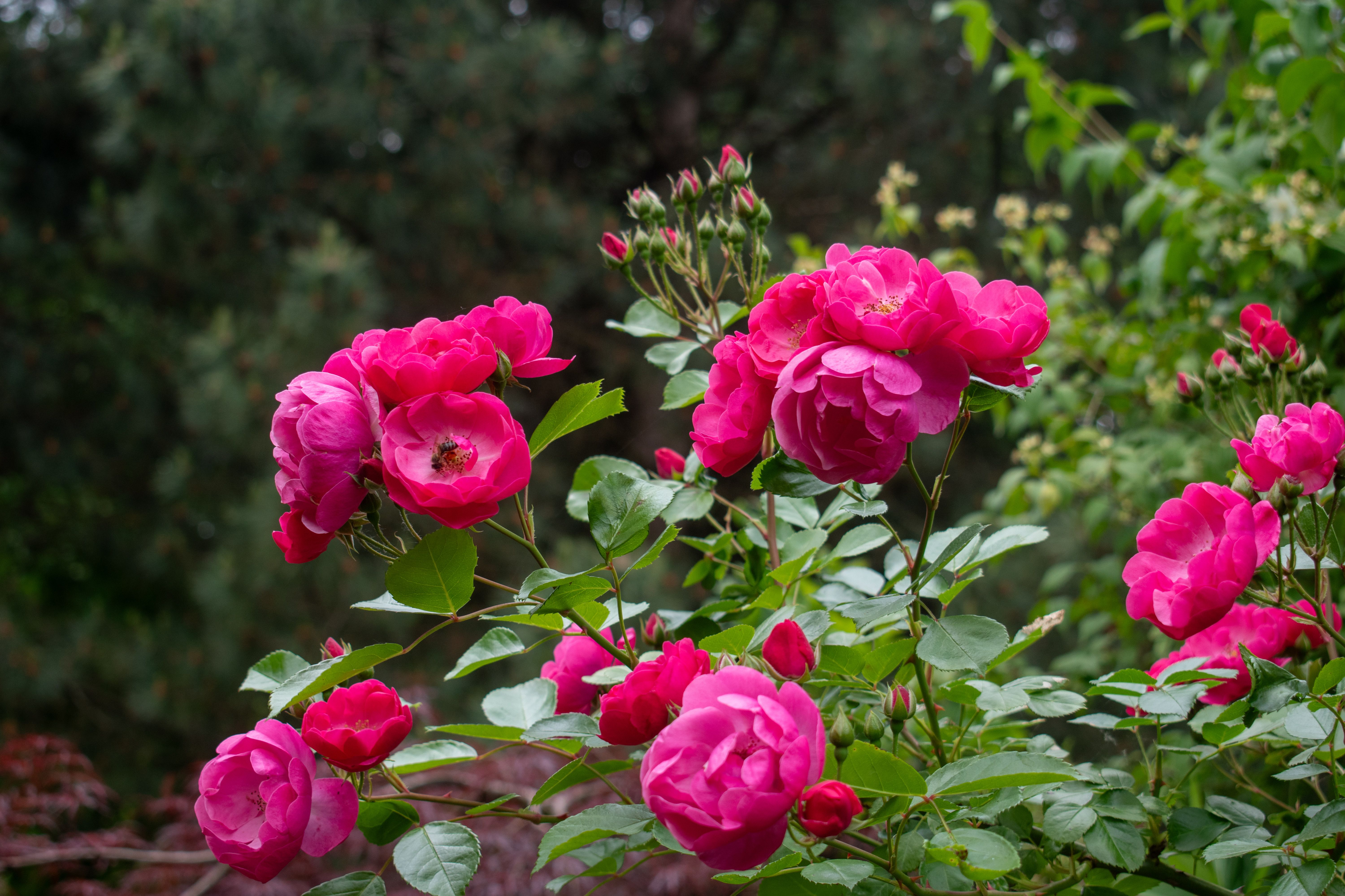 Common Rose Diseases and How to Treat Them