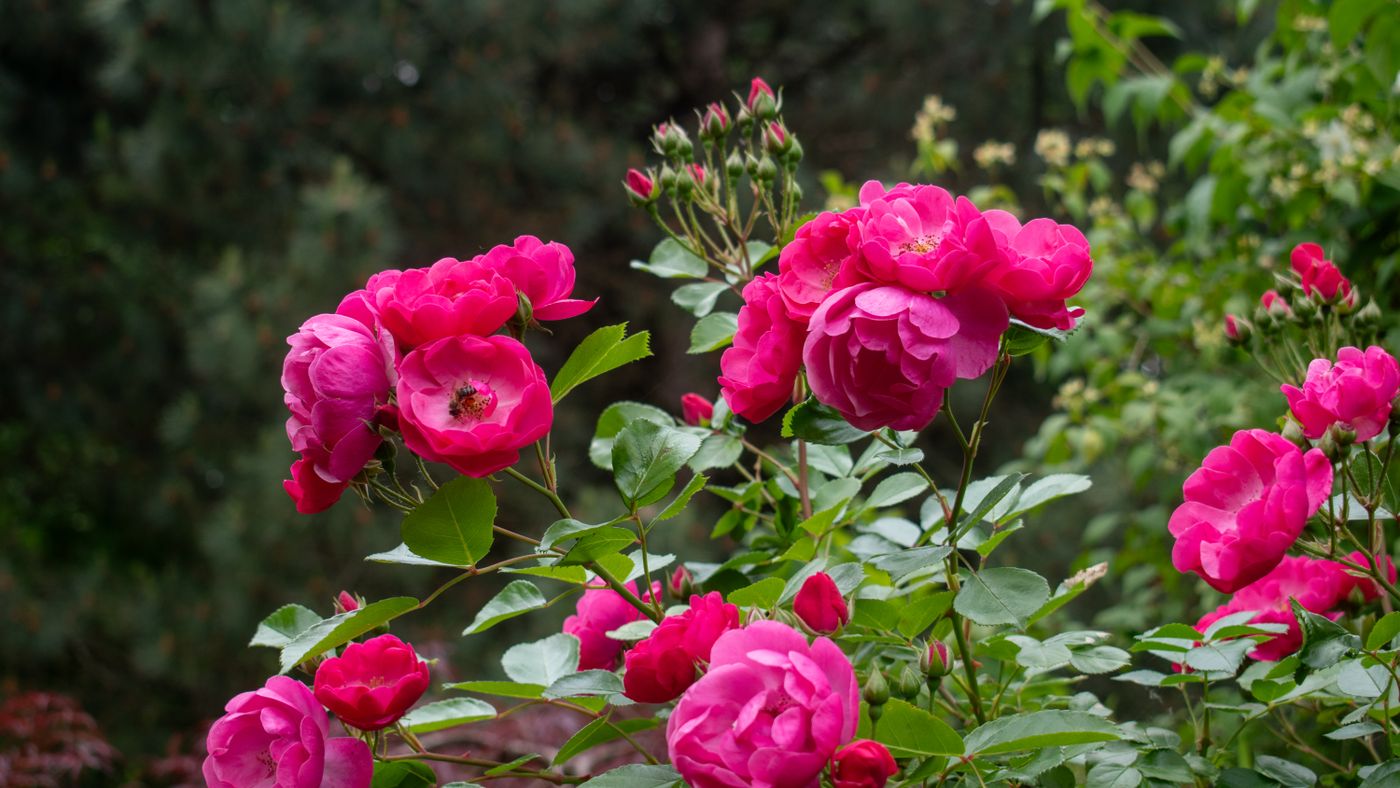 Common Rose Diseases and How to Treat Them