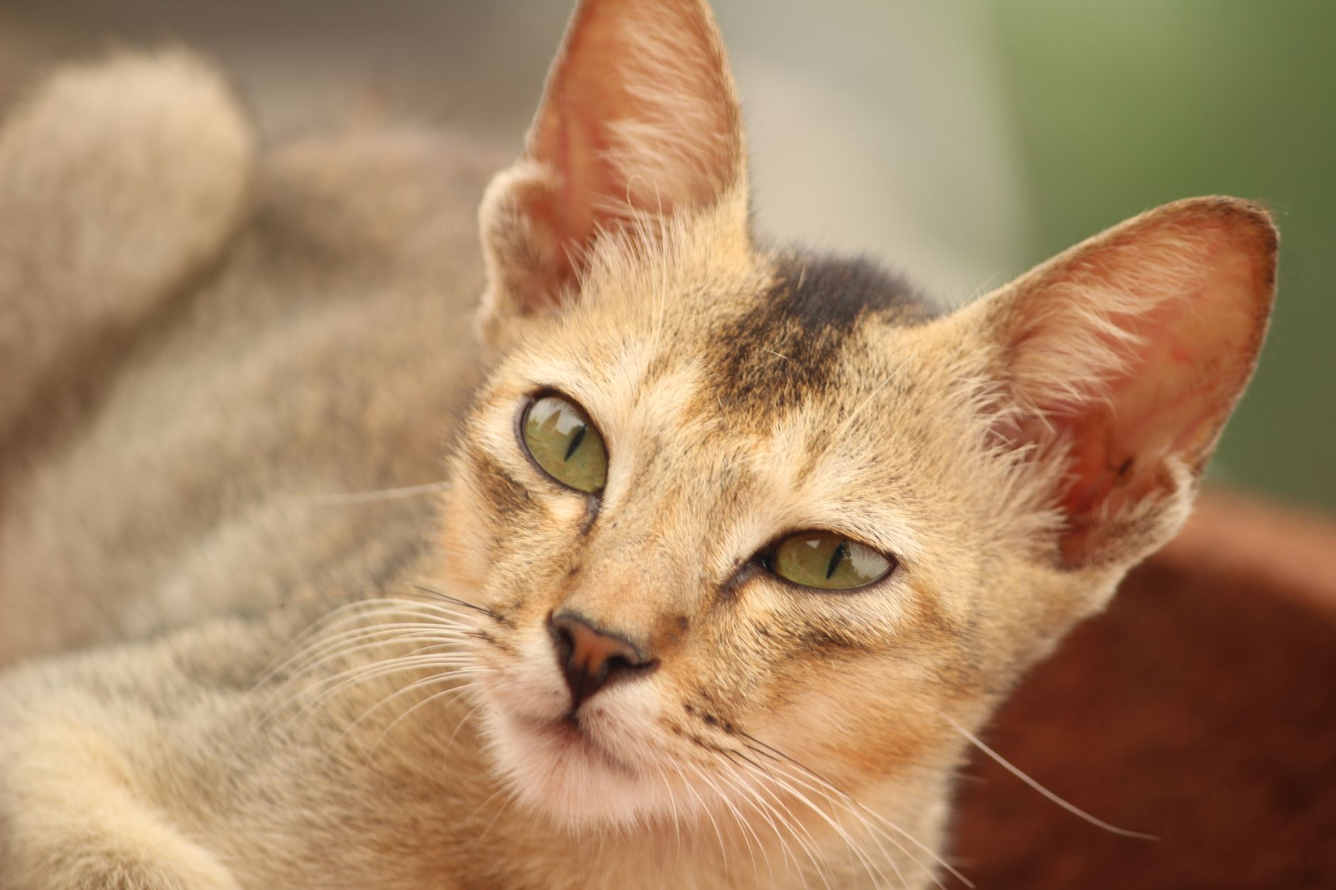 Portrait of a cat at a veterinary clinic