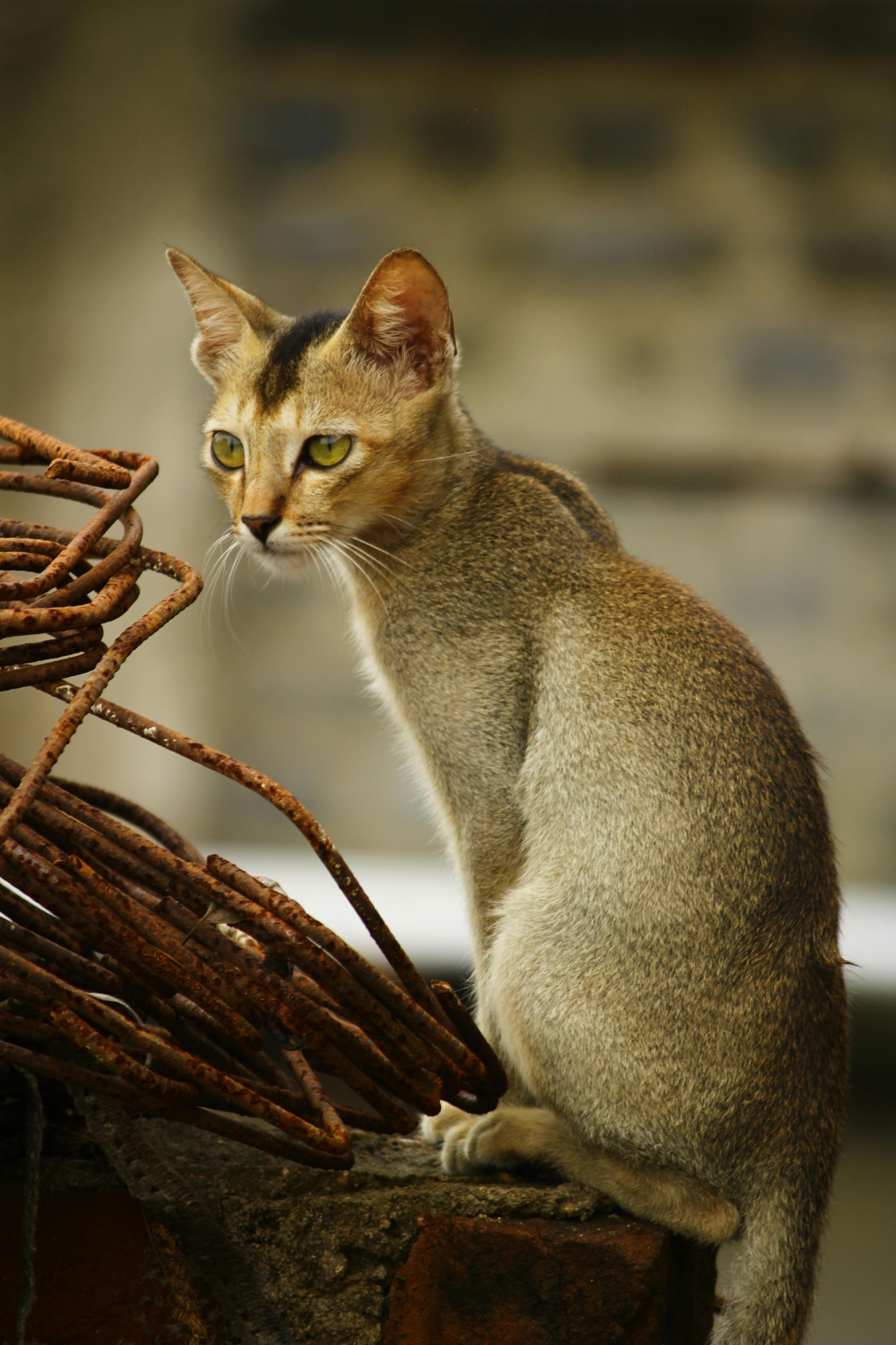 Kleider Für Die Brautmutter: Stilvolle Auswahl Für Den Großen Tag 6 Von elegant bis lässig: Die vielfältigen Stile von Kleidern für die Brautmutter