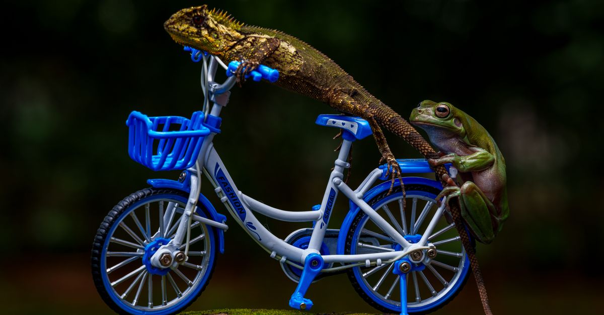 Lizard Rides Frog Lizard and Frog on Toy Bike in Jakarta Garden · Free Stock Photo