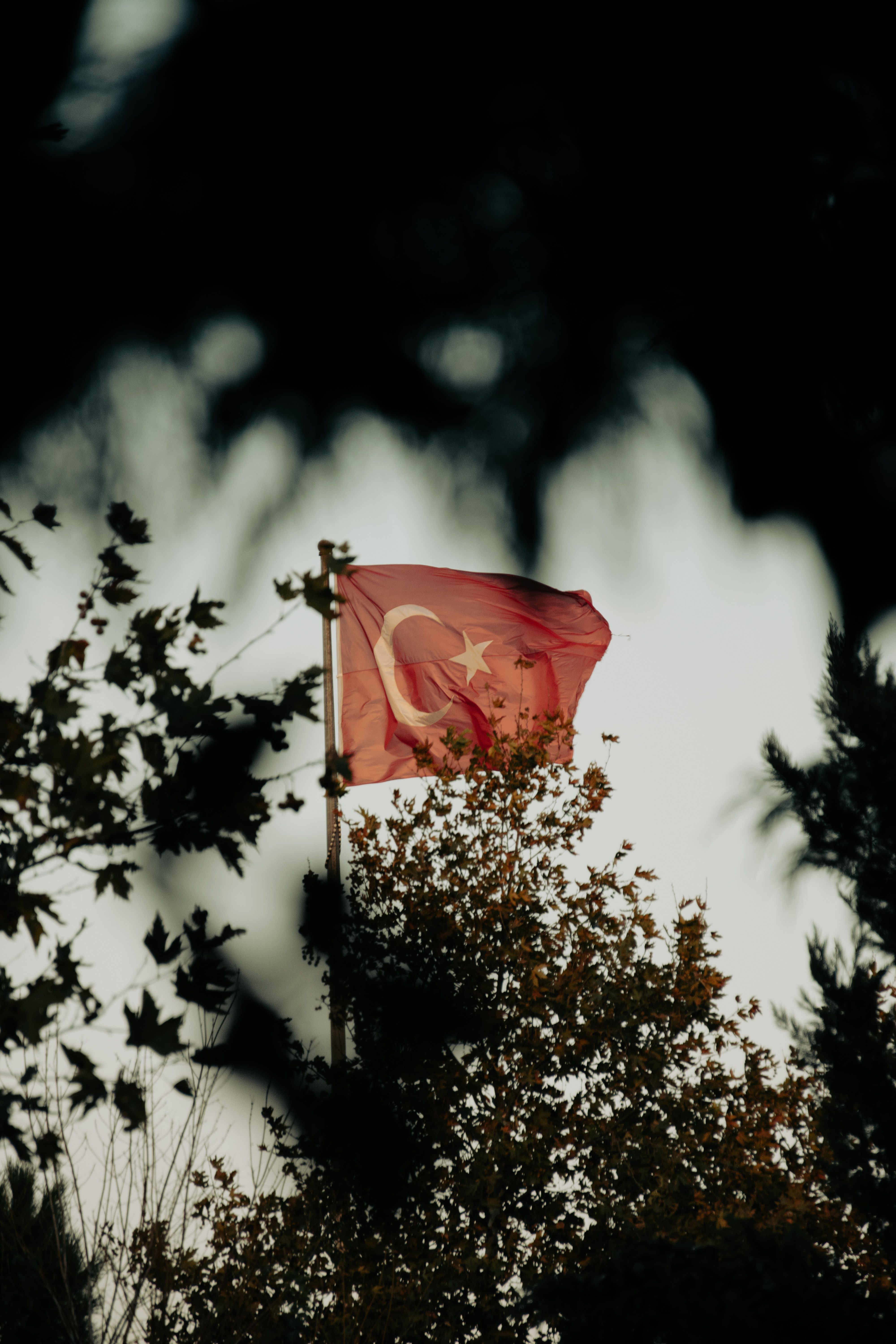Turkish Flag Waving Amidst Trees at Dusk · Free Stock Photo
