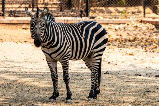 Close-up of a zebra with striking stripes standing outdoors. Perfect for wildlife and nature themes.