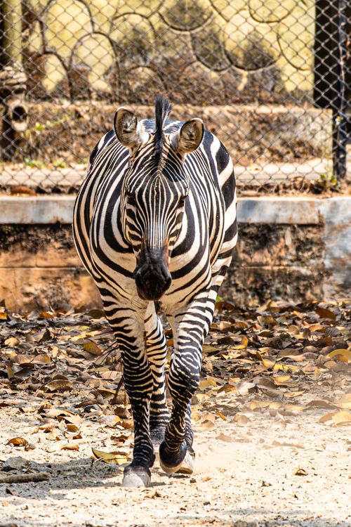 Free A zebra walks on a sunlit path with a chain-link fence in the background, highlighting its striking stripes. Stock Photo