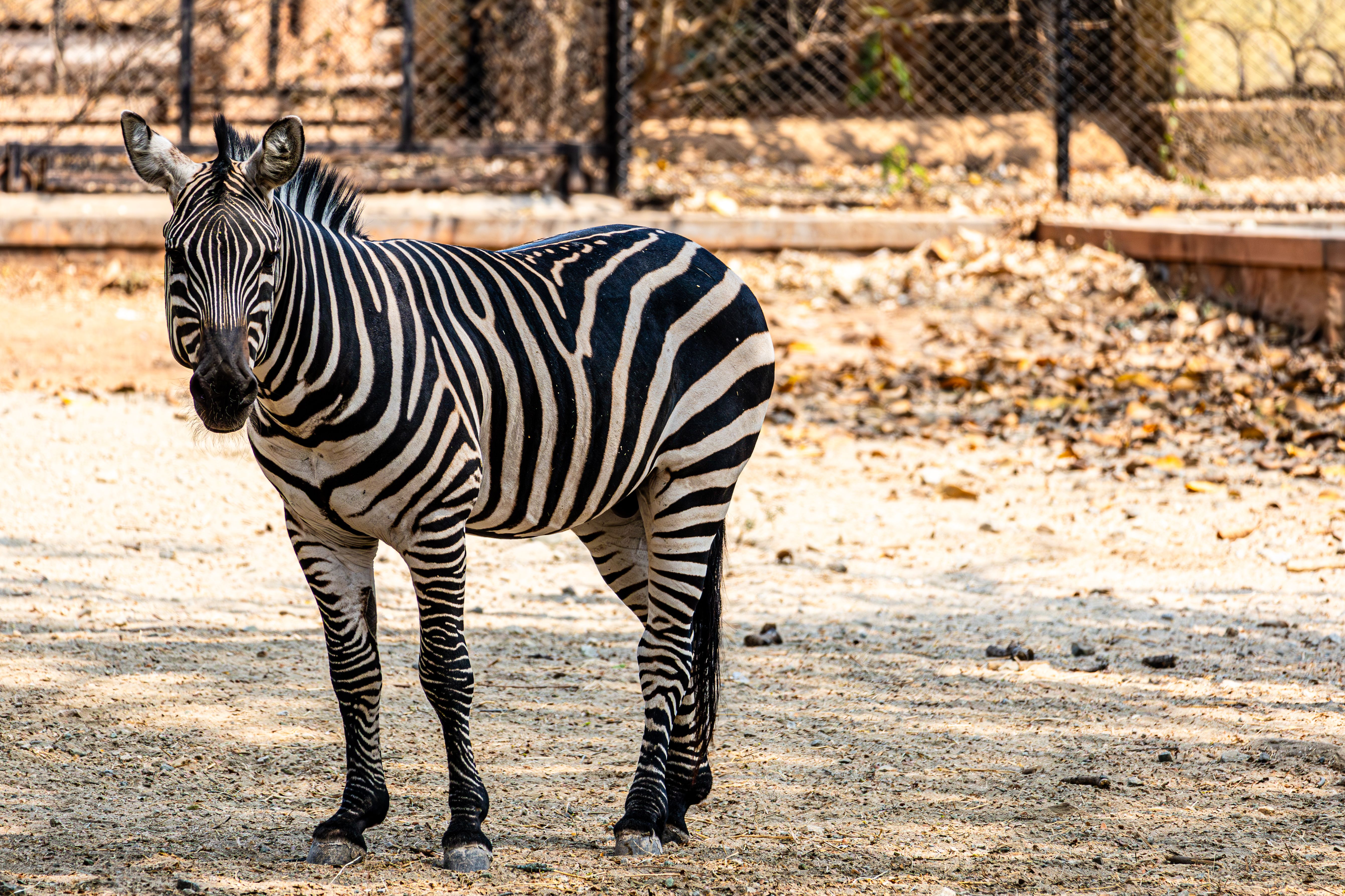 Zebra in Sunlit Enclosure at the Zoo · Free Stock Photo