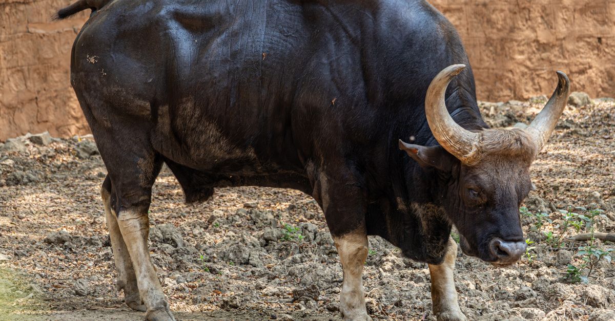 Gaur Collection Majestic Indian Gaur in Natural Habitat · Free Stock Photo