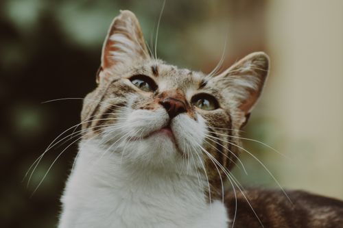 Free A charming close-up of a domestic cat gazing curiously, captured outdoors with blurred greenery in the background. Stock Photo