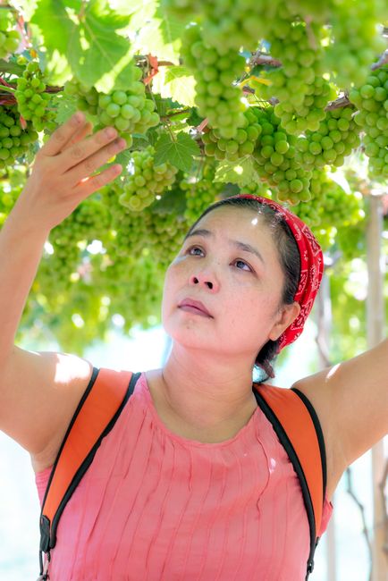 A woman picks lush green grapes from a vineyard under sunlight.