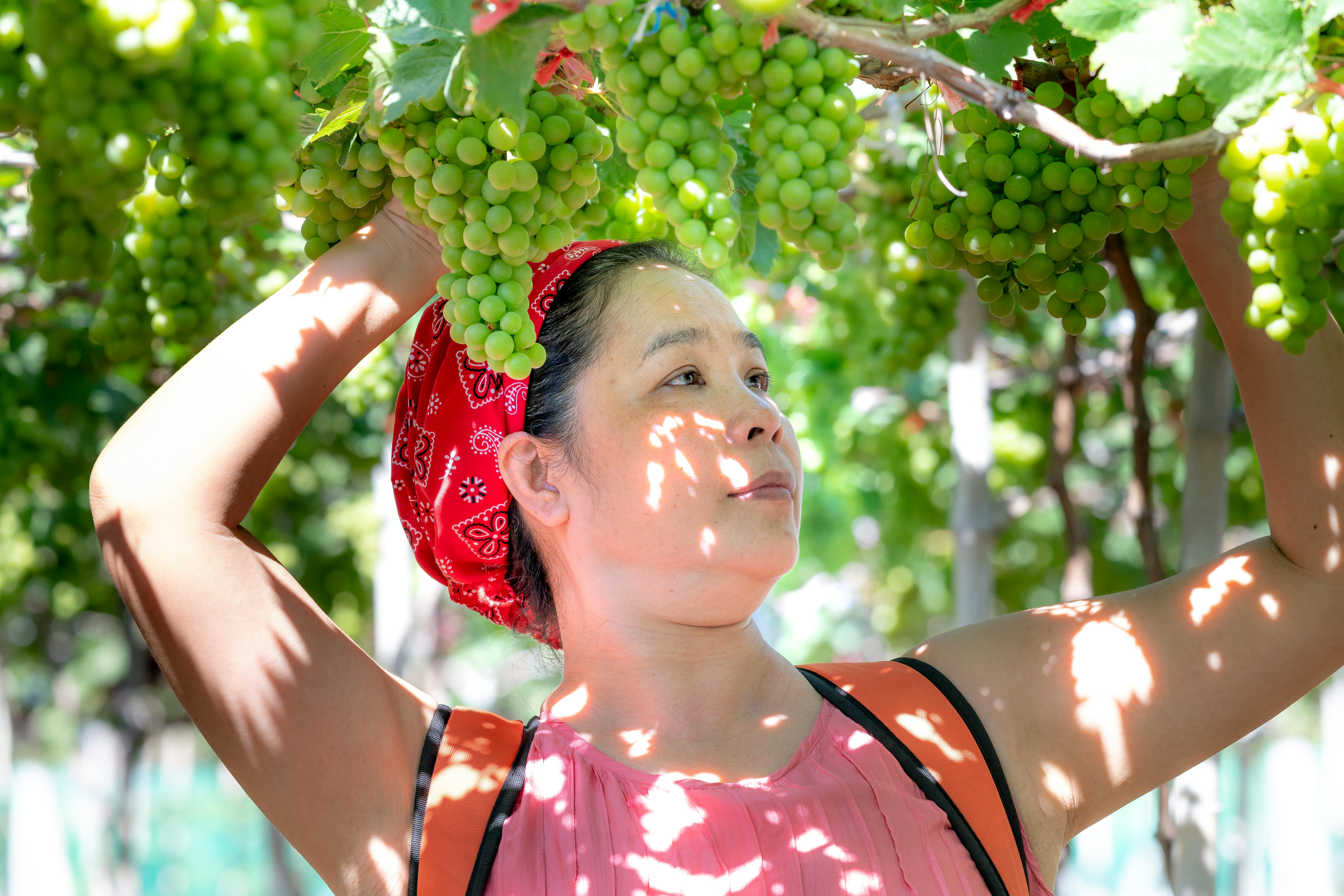 一名妇女头戴头巾，在阳光明媚、郁郁葱葱的葡萄园里采摘葡萄
