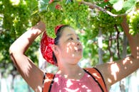 一名妇女头戴头巾，在阳光明媚、郁郁葱葱的葡萄园里采摘葡萄