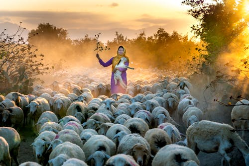 Woman Carrying A Sheep