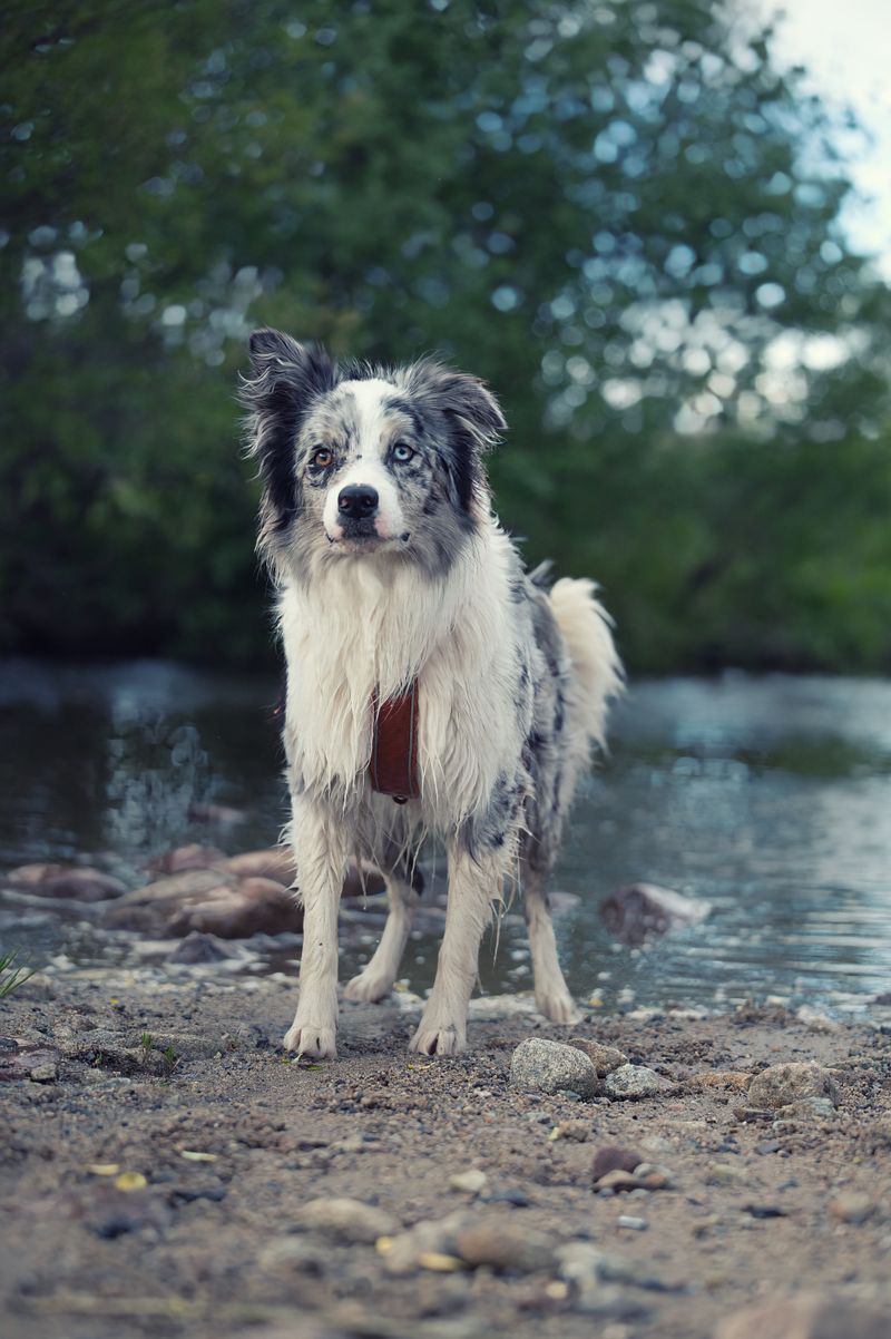 Happy dog relaxing in a park