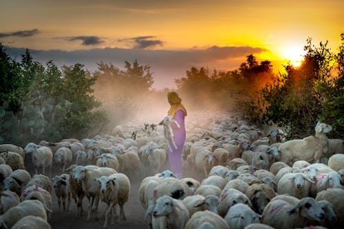 Woman Standing Near Sheep