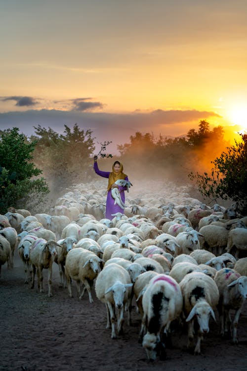 Free Photo Of Woman Holding Lamb Stock Photo