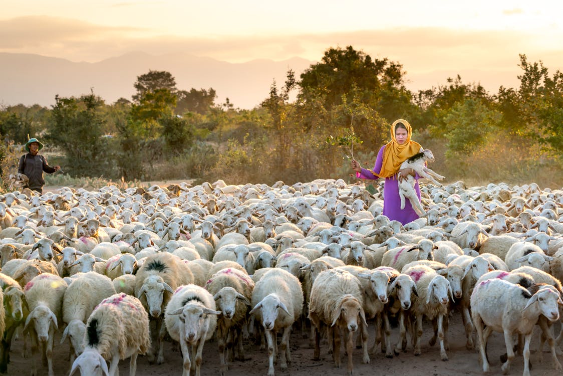 Free Photo Of Woman Holding Lamb Stock Photo