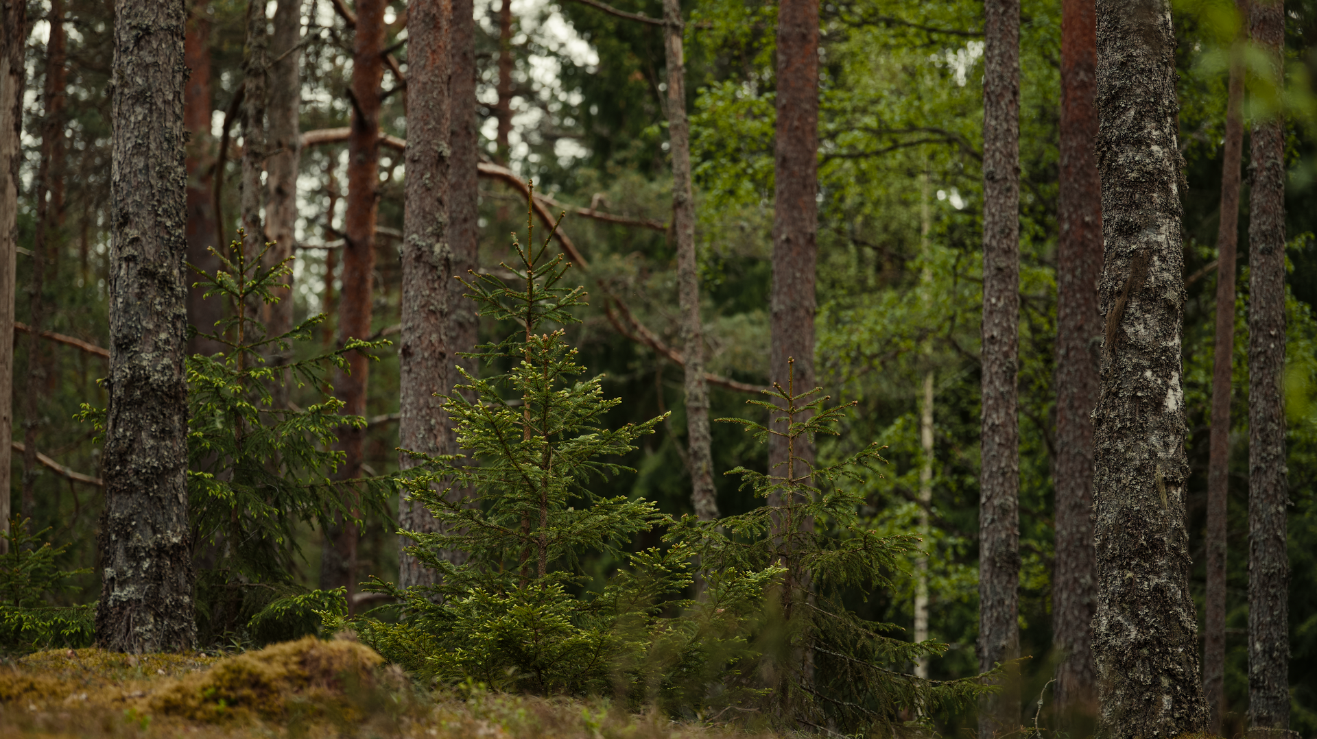 A tranquil forest scene with green pines and tall trees, ideal for nature enthusiasts.