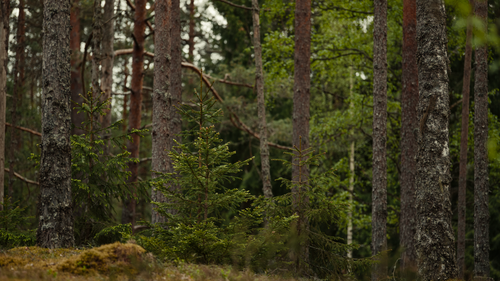 Free A tranquil forest scene with green pines and tall trees, ideal for nature enthusiasts. Stock Photo