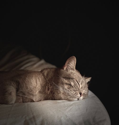 Free stock photo of adorable cat, alert cat, cat Stock Photo