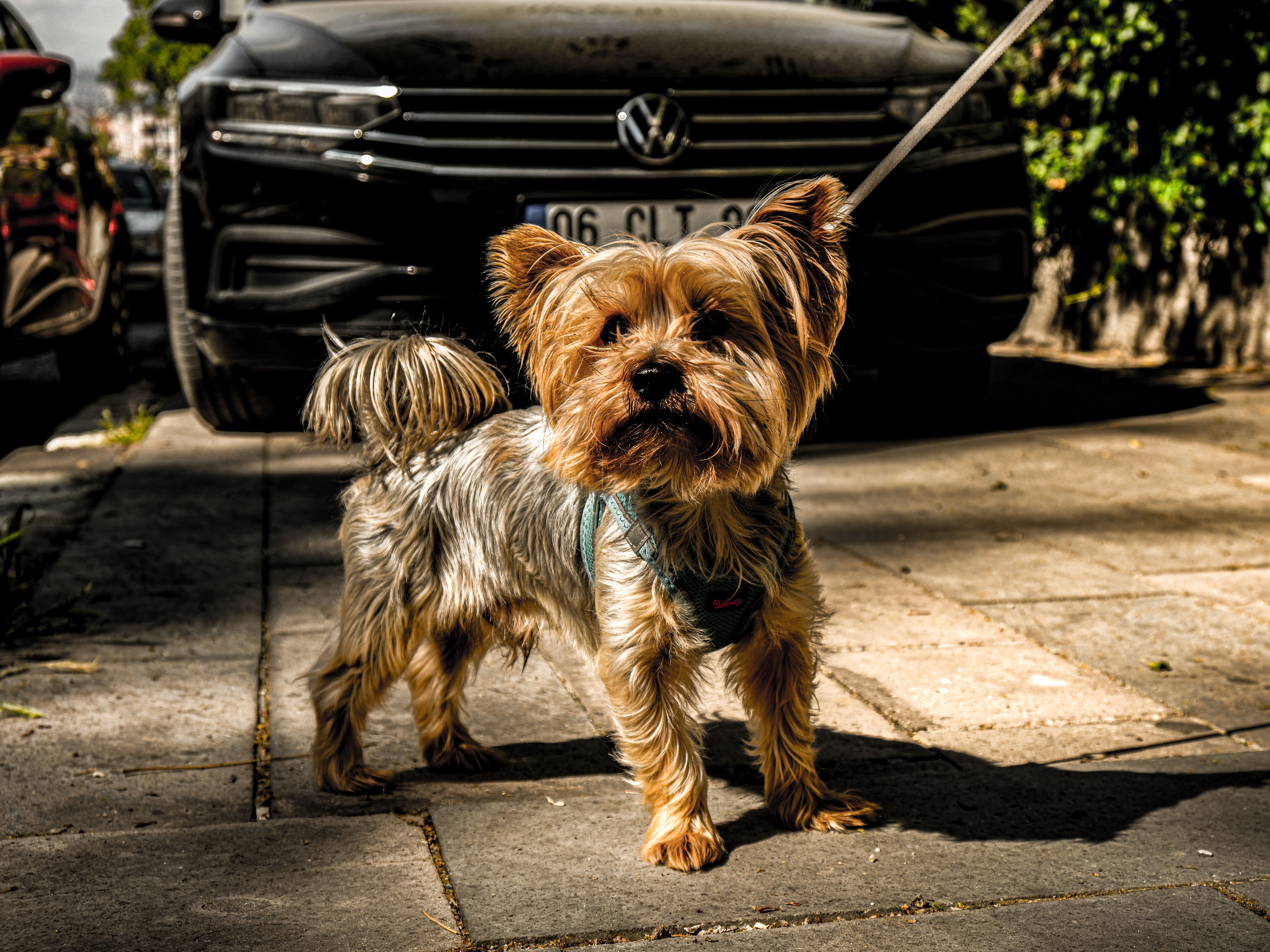 Hero Smashes Window to Save Yorkie from Hot Car