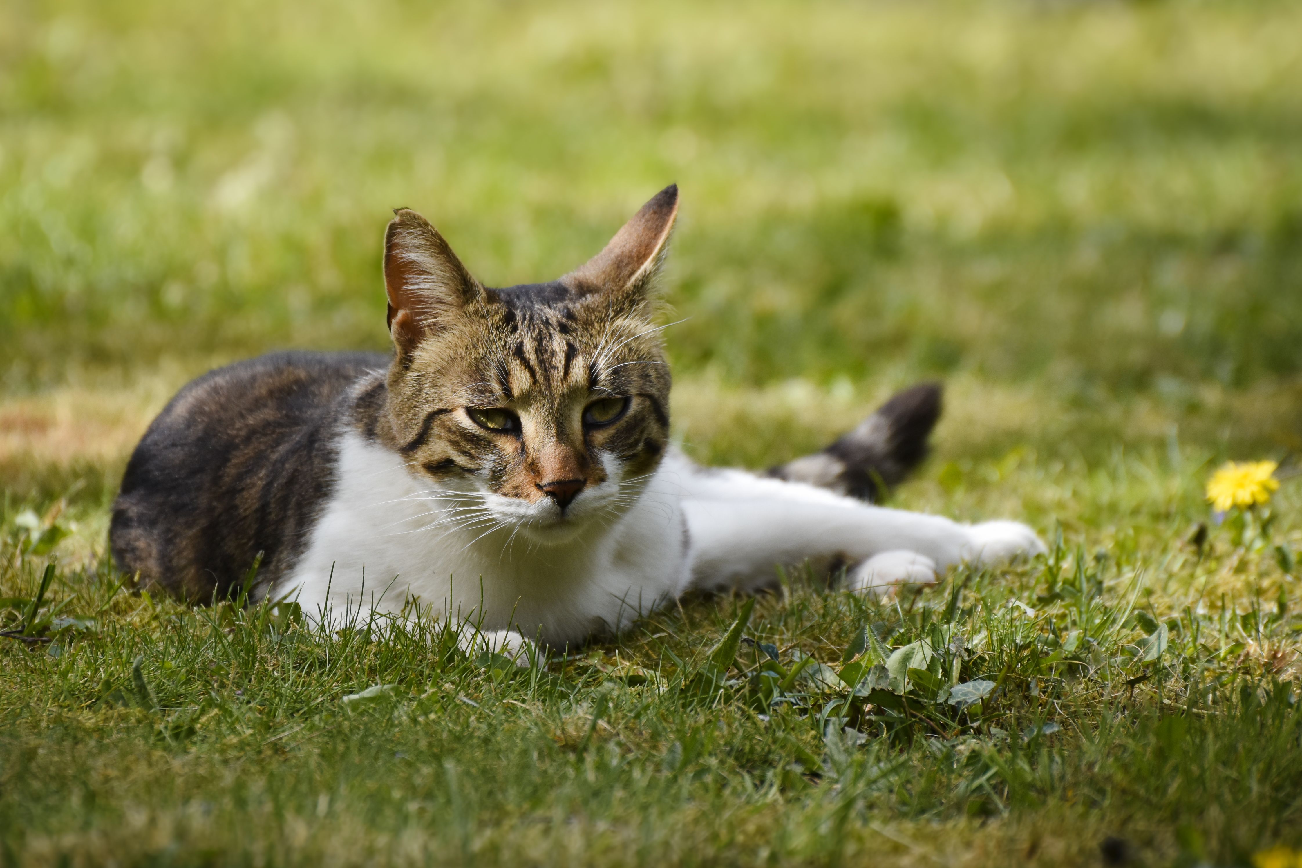 Germany Pet Vitamins &amp; Supplements - Market Analysis, Forecast, Size, Trends and Insights — Photo by Alexas Fotos on Pexe