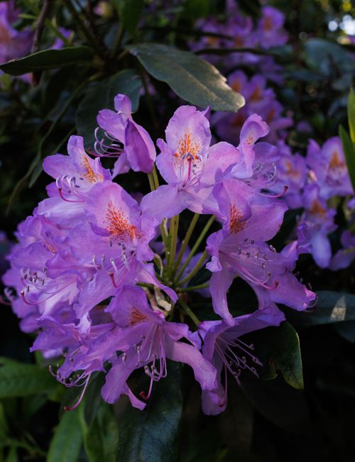 Free Close-up of purple Rhododendron flowers in full bloom during spring. Stock Photo