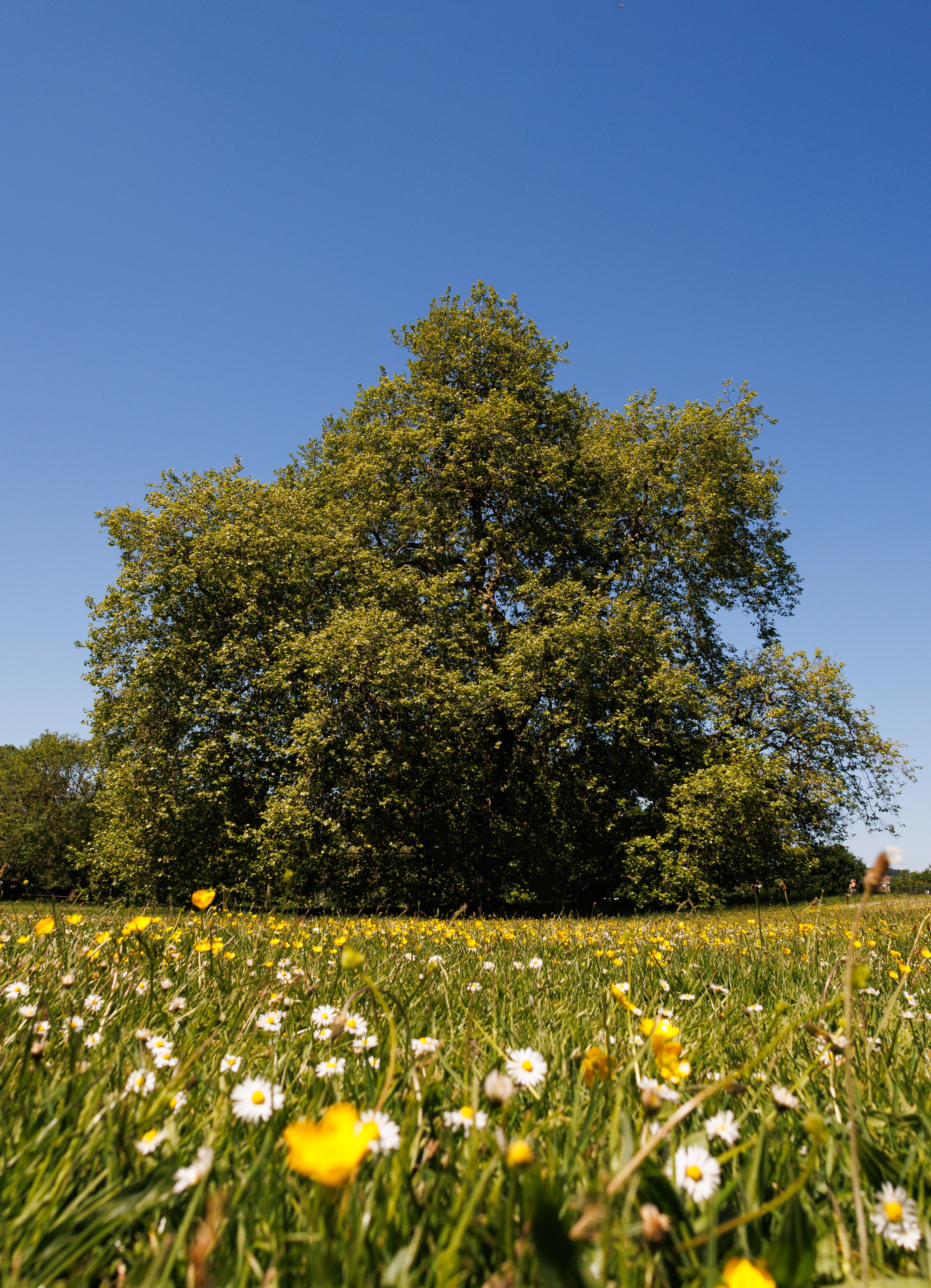 Beautiful Lone Tree in Sunny Meadow · Free Stock Photo