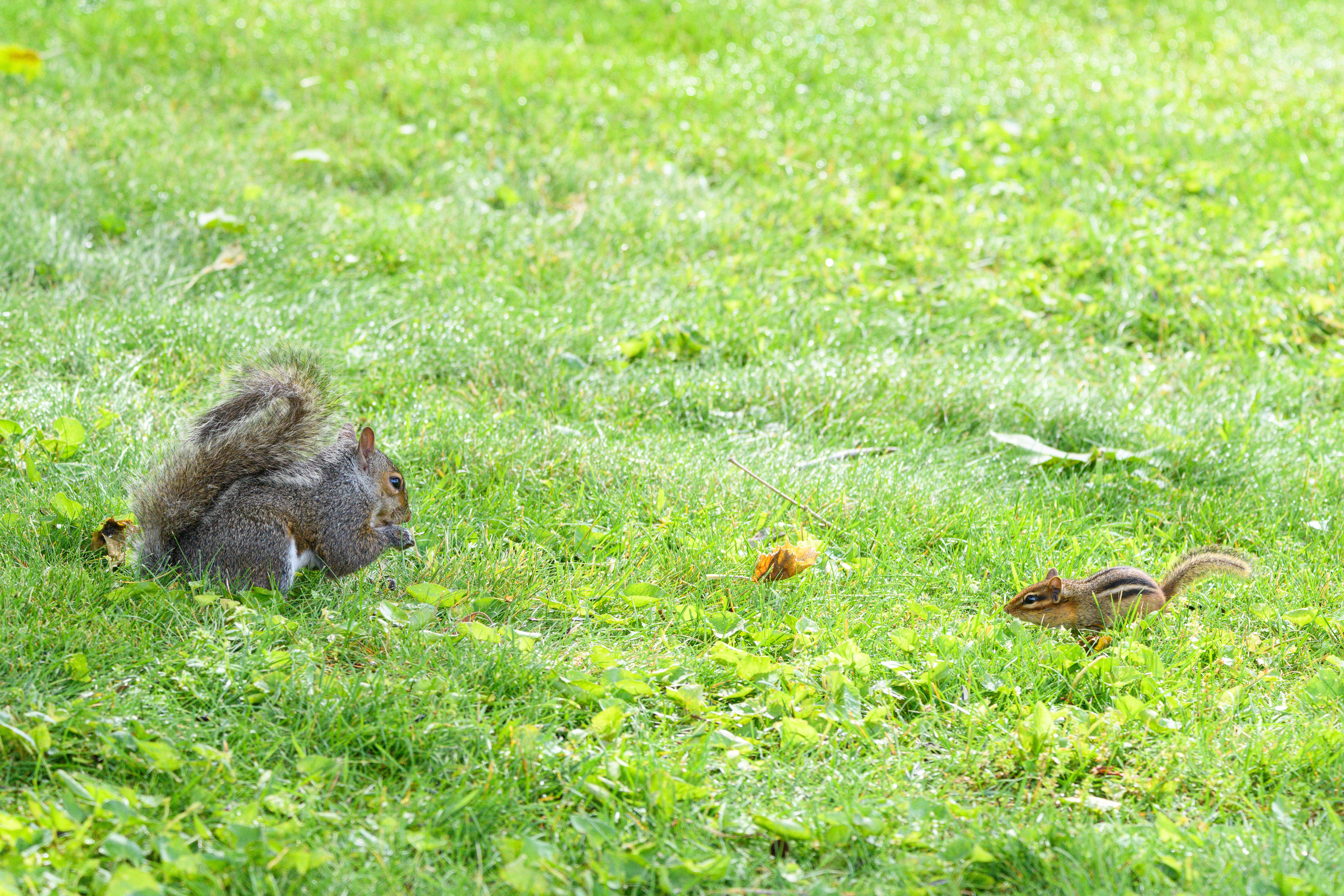 chipmunks squirrels get along