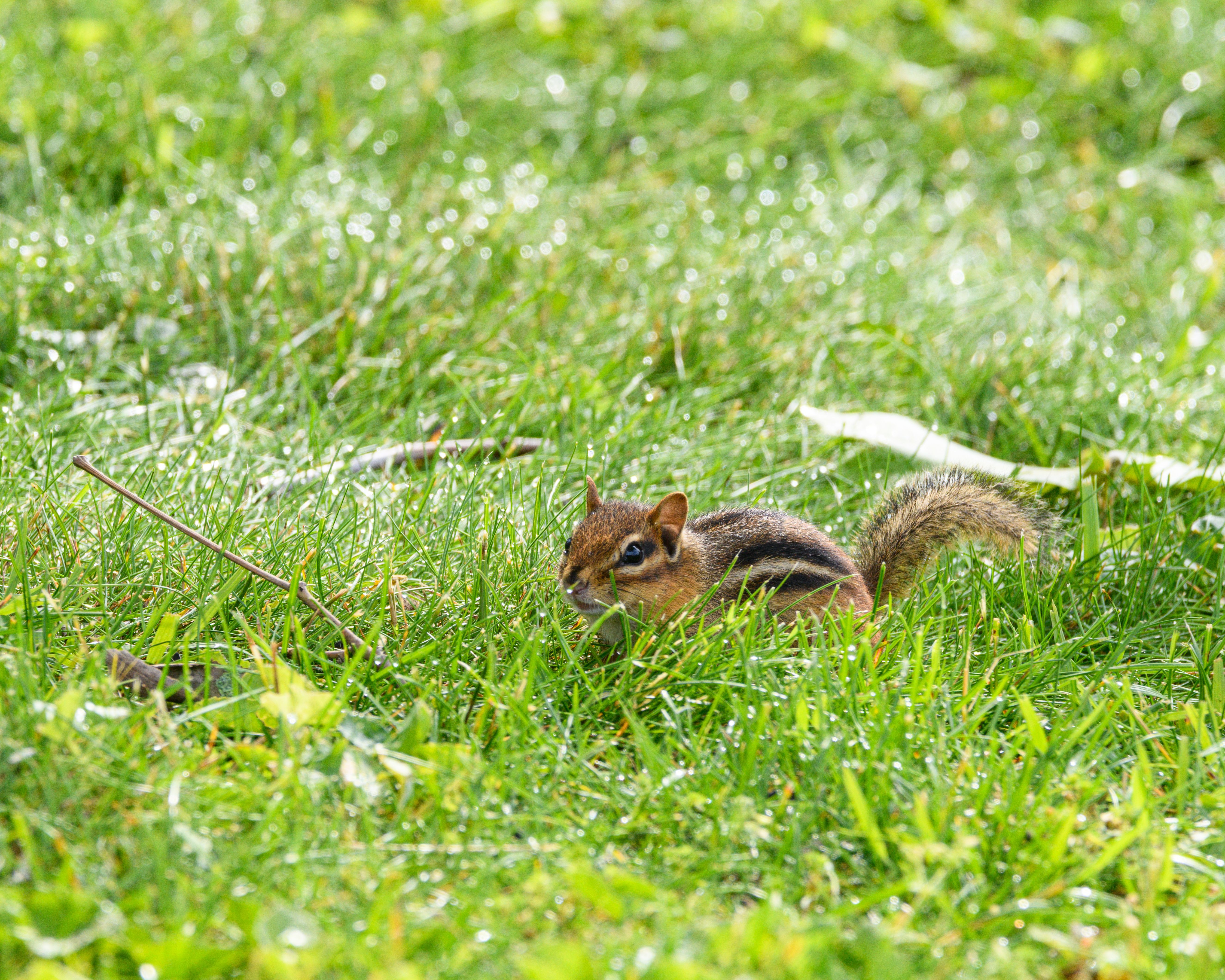 close-up-of-a-chipmunk-on-dewy-grass-free-stock-photo