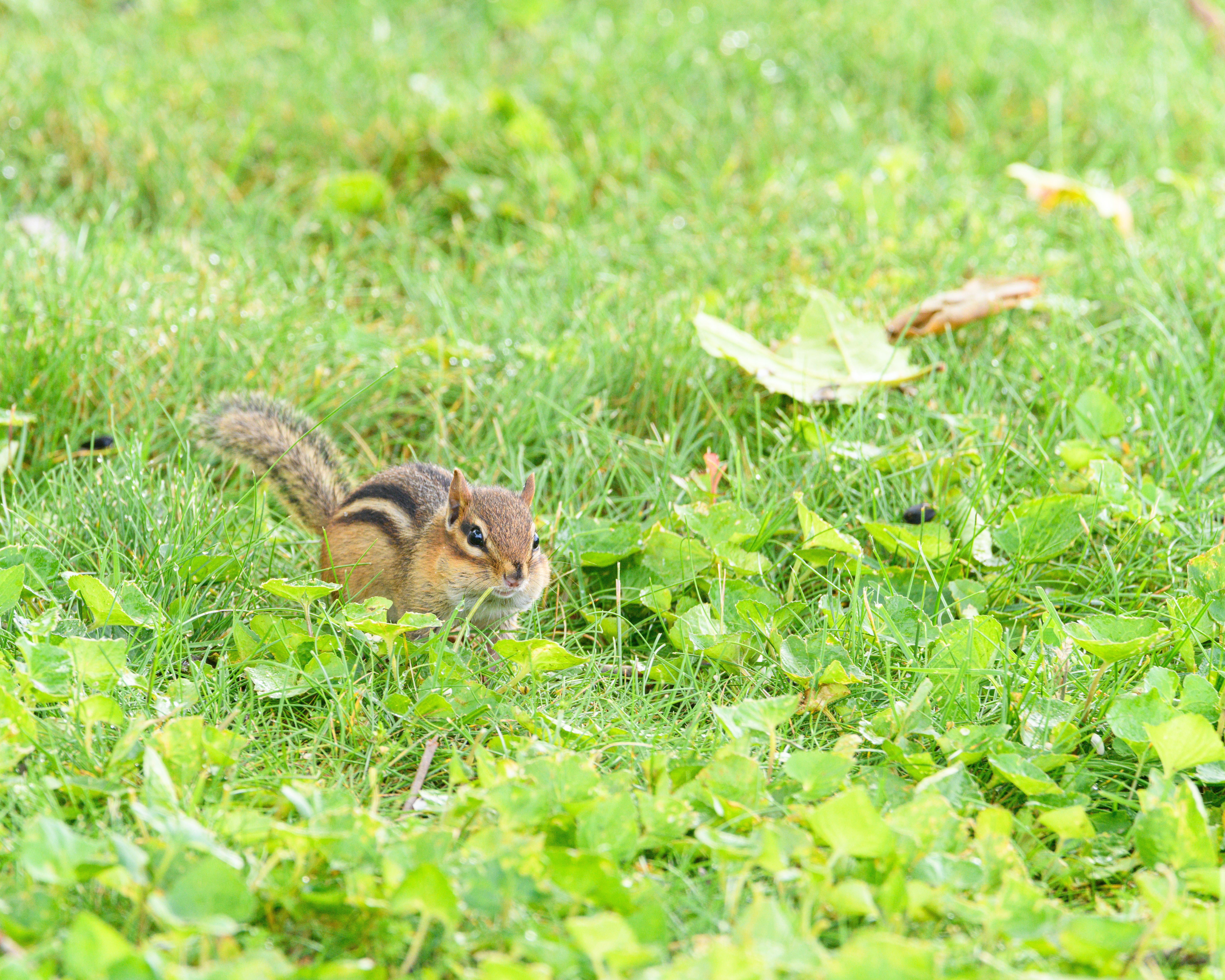 Eastern Chipmunk on a Lush Green Lawn · Free Stock Photo