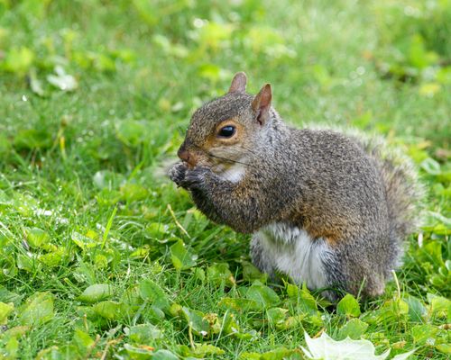 Free A detailed shot of an Eastern Gray Squirrel feeding on a lush green lawn. Stock Photo