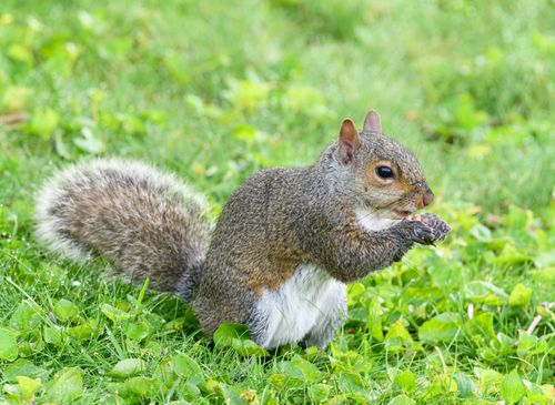 Free Close-up of a grey squirrel eating a nut on green grass. Stock Photo