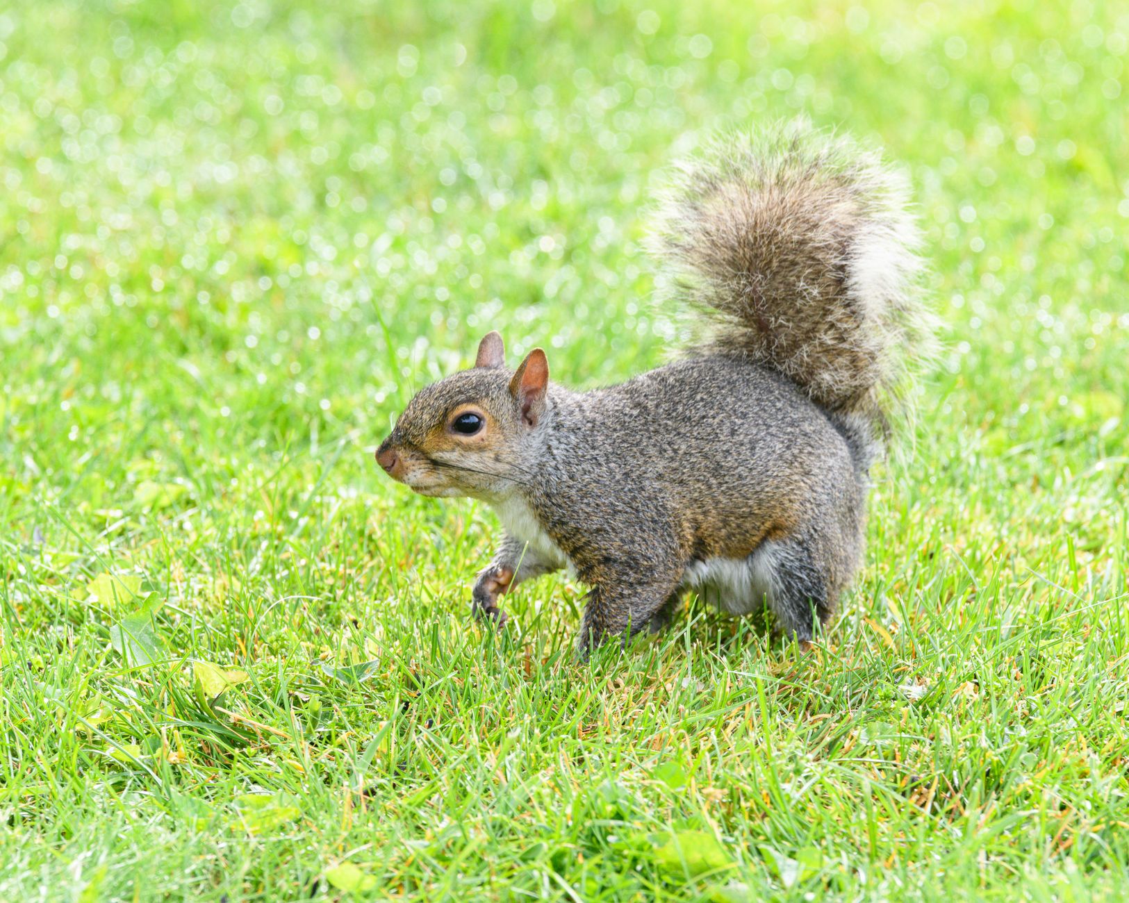A curious squirrel in the beer garden