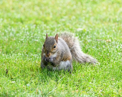 Free A close-up of a squirrel munching on grass in a vibrant, dewy park setting. Stock Photo