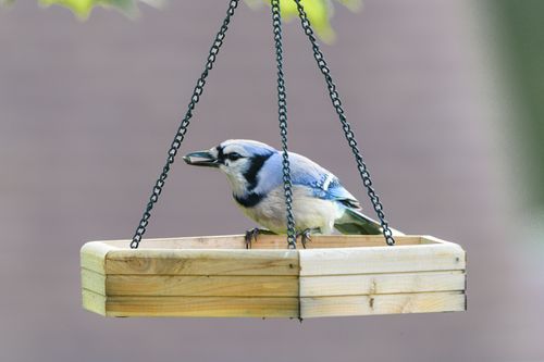 Free A blue jay perched on a wooden bird feeder, showcasing birdwatching and nature. Stock Photo