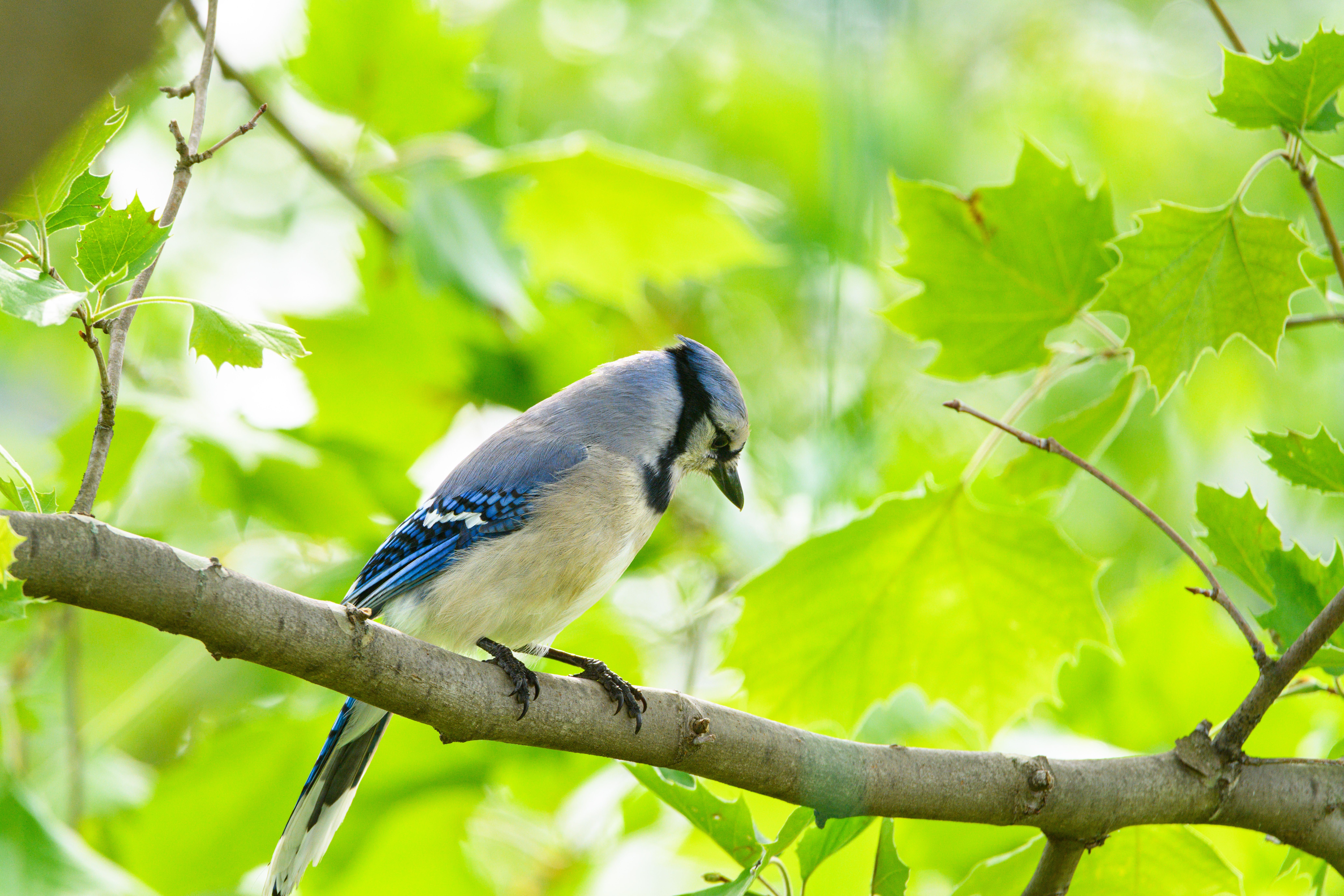 Blue Jay Perched on Tree Branch in Vibrant Greenery · Free Stock Photo