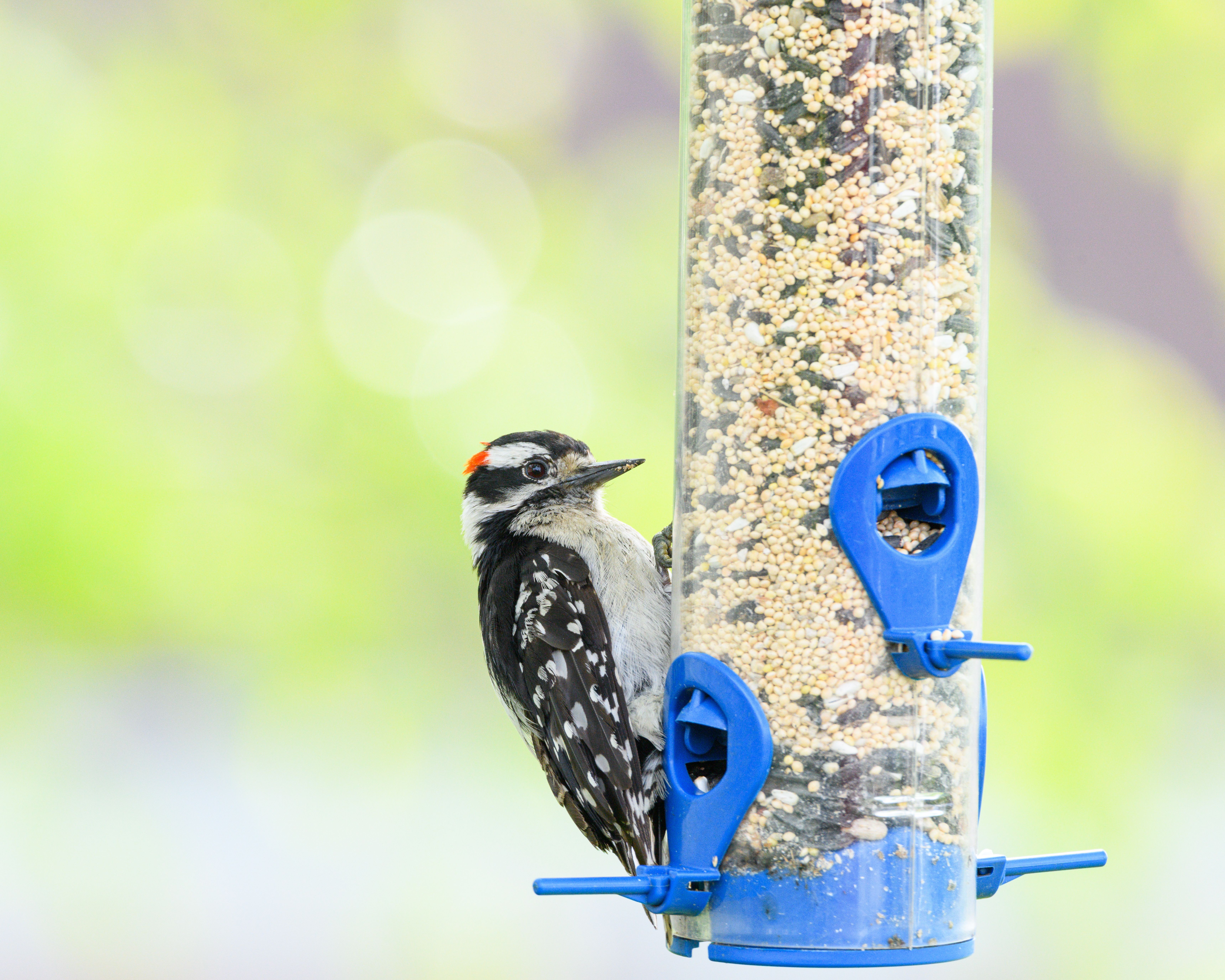 50 000 Melhores Imagens De Kelas Aves Download 100 Grátis Fotos